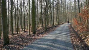 Waldweg bei Eisingen am 3. Januar 2009 um 12:36 Uhr