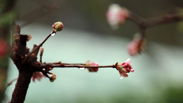 Blüten des Winterschneeballs (Viburnum bodnantense) und Regentropfen am 22. Dezember 2017 um 12:34 Uhr