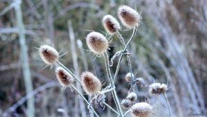 Wilde Karde (Dipsacus fullonum) mit Raureif am 26. Dezember 2017 um 08:31 Uhr