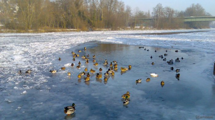 Enten am 13. Januar 2009 um 14:52 Uhr auf dem zugefrorenen Main bei Ochsenfurt