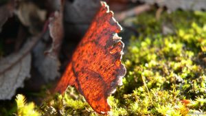 Blatt auf Moos am 24. Januar 2009 um 10:43 Uhr im Sonnenlicht