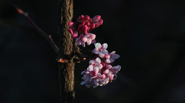 Blüten des Winterschneeballs (Viburnum bodnantense) am 12. Januar 2014 um 09:19 Uhr