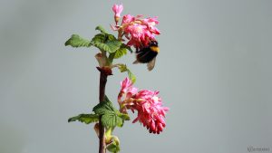 Hummel auf Blüte der Blut-Johannisbeere (Ribes sanguineum) - 14. April 2018, 16:02 Uhr