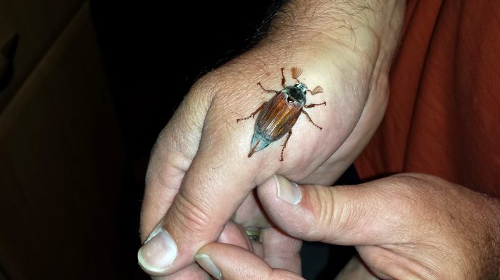 Männchen des Feldmaikäfers (Melolontha melolontha) am 20. April 2018