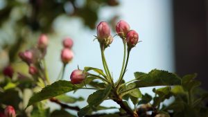 Geschlossene Apfelblüten am 22. April 2018 um 12:09 Uhr