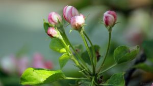Geschlossene Apfelblüten am 22. April 2018 um 12:10 Uhr