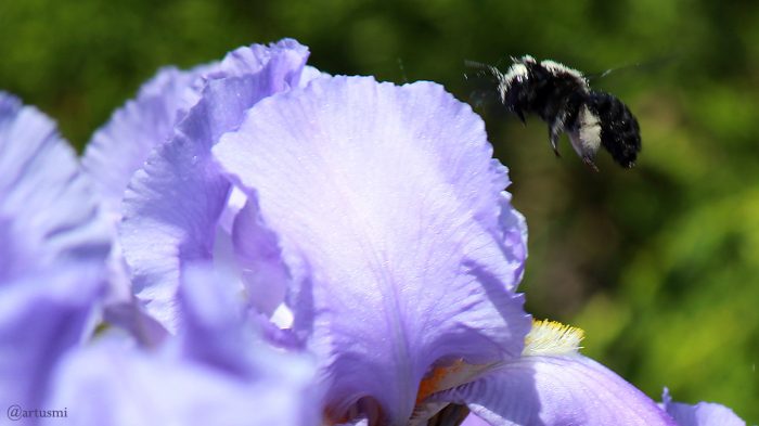 Blaue Holzbiene (Xylocopa violacea) am 21. Mai 2018 um 13:30 Uhr im Anflug auf Iris germanica