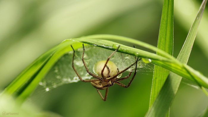Webspinne (Araneae) mit Eikokon auf Silberfahnengras - 24. Mai 2018, 11:46 Uhr