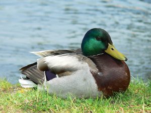 Erpel der Stockente (Anas platyrhynchos) am Mainufer bei Ochsenfurt im Lkr. Würzburg