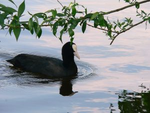 Blässhuhn (Fulica atra) am Mainufer bei Ochsenfurt im Lkr. Würzburg