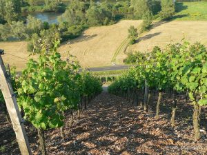 Weinberg an der Mainschleife bei Köhler im Lkr. Würzburg