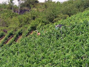 Weinberg bei Eibelstadt am Main