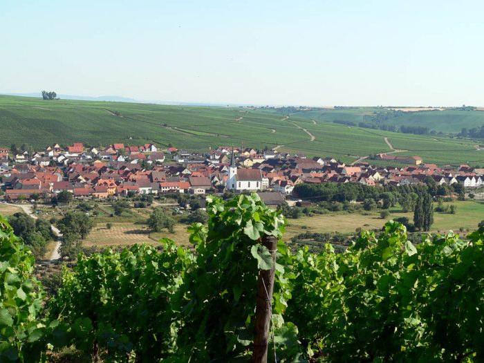 Blick von der Vogelsburg auf Nordheim am Main im Lkr. Kitzingen