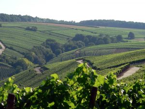 Weinberge unterhalb der Vogelsburg im Lkr. Kitzingen