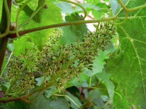 Gescheine mit Blüten auf einjährigem Trieb in unserem Garten in Goßmannsdorf am Main