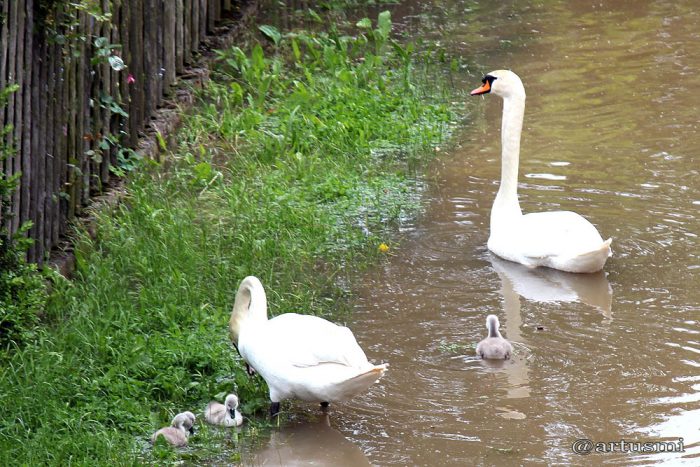 Schwanenpaar mit Nachwuchs während des Hochwassers in Sommerhausen am Main