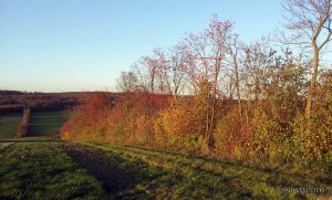 Herbstfarben in der Flur bei Hettstadt im Lkr. Würzburg