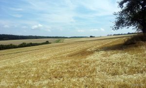 Erntezeit in Eisingen am 11. Juli 2014 um 12:16 Uhr