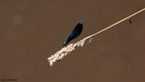 Blauflügel-Prachtlibelle (Calopteryx virgo) am 7. September 2016