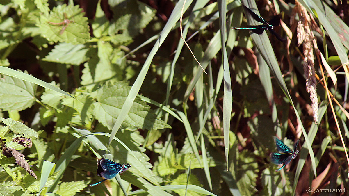 Blauflügel-Prachtlibellen (Calopteryx virgo) am 7. September 2016