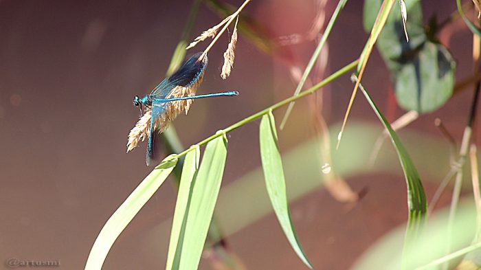 Gebänderte Prachtlibelle (Calopteryx splendens) am 7. September 2016