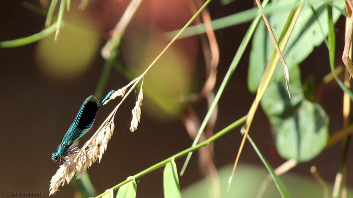 Gebänderte Prachtlibelle (Calopteryx splendens) am 7. September 2016