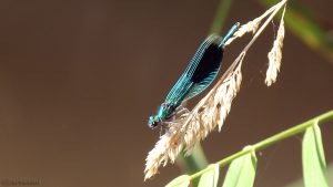 Gebänderte Prachtlibelle (Calopteryx splendens) am 7. September 2016