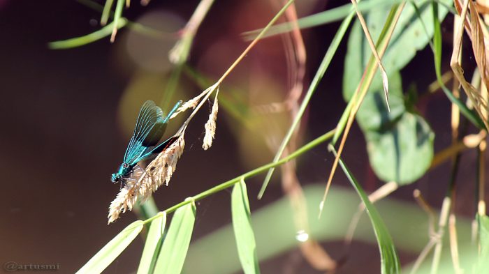 Gebänderte Prachtlibelle (Calopteryx splendens) am 7. September 2016