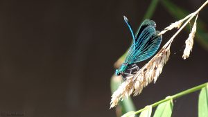 Gebänderte Prachtlibelle (Calopteryx splendens) am 7. September 2016
