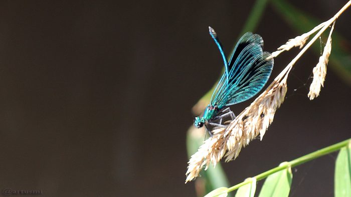 Gebänderte Prachtlibelle (Calopteryx splendens) am 7. September 2016