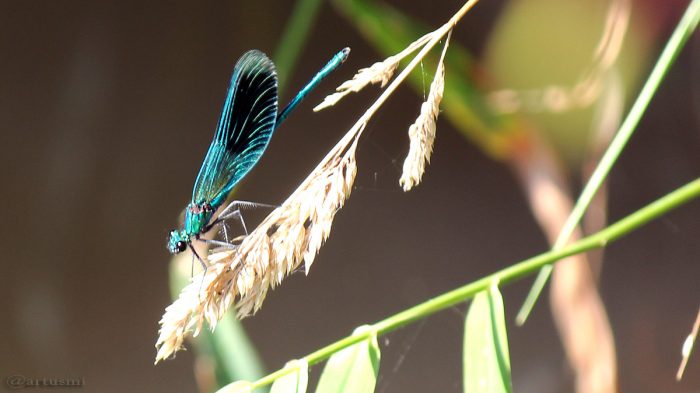 Gebänderte Prachtlibelle (Calopteryx splendens) am 7. September 2016