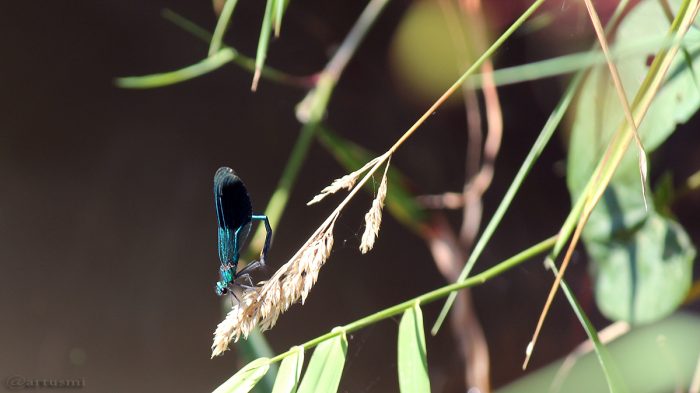 Gebänderte Prachtlibelle (Calopteryx splendens) am 7. September 2016