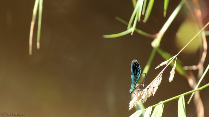 Gebänderte Prachtlibelle (Calopteryx splendens) am 7. September 2016