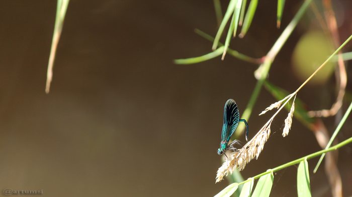 Gebänderte Prachtlibelle (Calopteryx splendens) am 7. September 2016