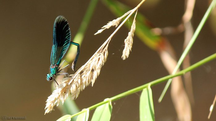 Gebänderte Prachtlibelle (Calopteryx splendens) am 7. September 2016