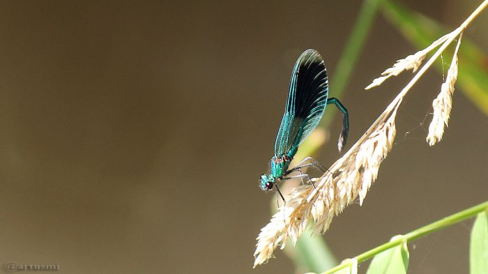 Gebänderte Prachtlibelle (Calopteryx splendens) am 7. September 2016