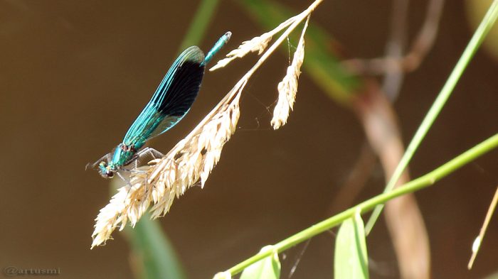 Gebänderte Prachtlibelle (Calopteryx splendens) am 7. September 2016