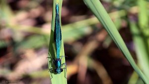 Gebänderte Prachtlibelle (Calopteryx splendens) am 7. September 2016