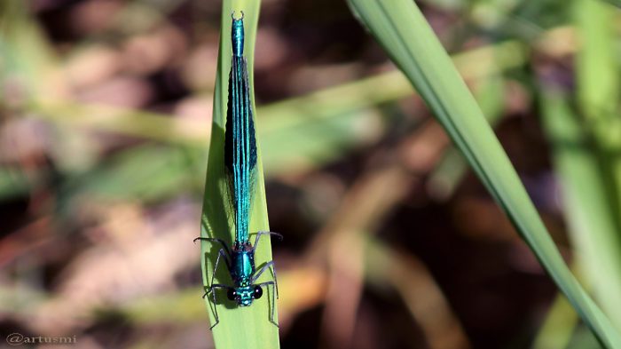 Gebänderte Prachtlibelle (Calopteryx splendens) am 7. September 2016