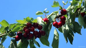 Reife Kirschen am 5. Juni 2018 um 15:36 Uhr