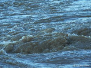 Hochwasser am 16.01.2011 in Würzburg. Der Main unterhalb der Alten Mainbrücke.