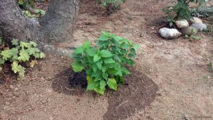 Lampionblume (Physalis alkekengi) am 13. September 2018 um 15:12 Uhr