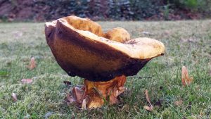 Pilz am 6. Oktober 2018 um 11:38 Uhr
