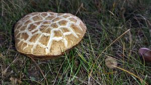 Pilz am 6. Oktober 2018 um 11:40 Uhr