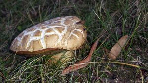 Pilz am 6. Oktober 2018 um 11:40 Uhr