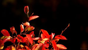 Herbstlaub der Kupfer-Felsenbirne (Amelanchier lamarckii) am 7. Oktober 2018 um 17:05 Uhr