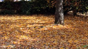 Herbstlaub unterm Kirschbaum am 22. Oktober 2018 um 13:32 Uhr