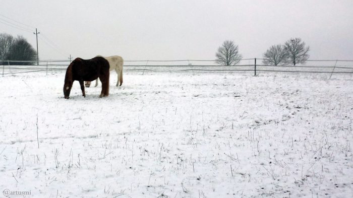 Pferde im Schnee am 11. Januar 2019 um 15:12 Uhr