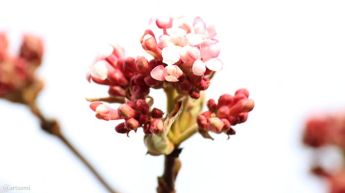 Blüten des Winterschneeballs (Viburnum bodnantense) am 20. Februar 2019