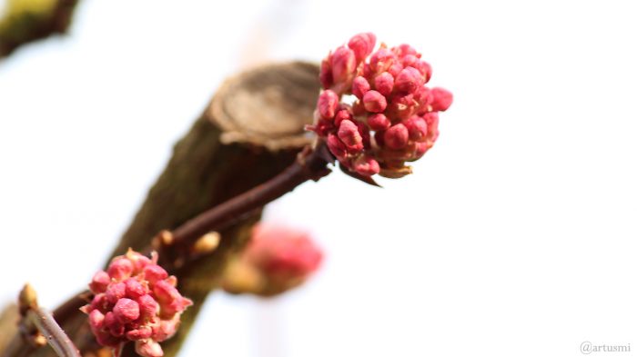 Geschlossene Blüten des Winterschneeballs (Viburnum bodnantense) am 20. Februar 2019